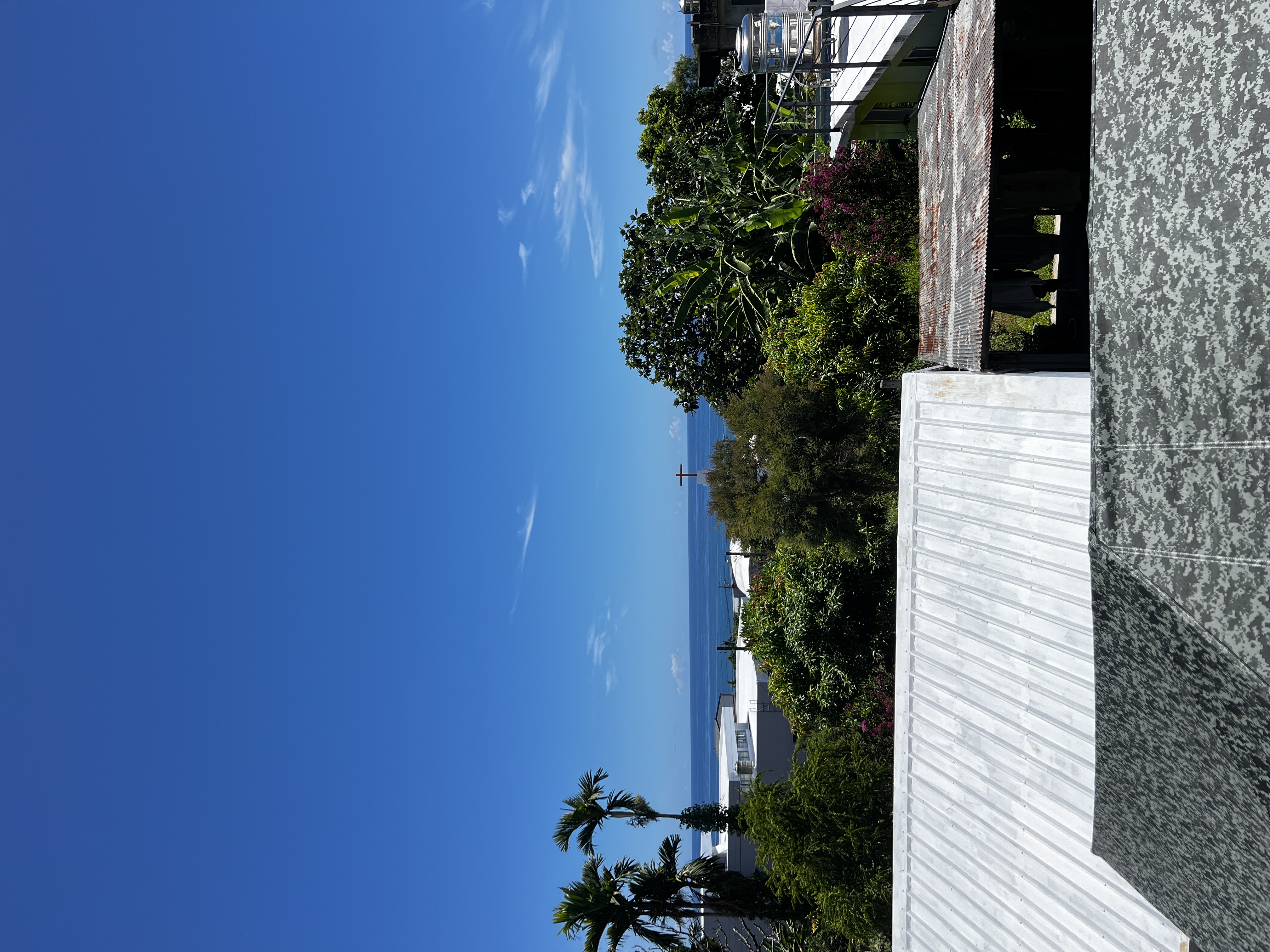 台東熱帶風情 - 椰樹與藍天